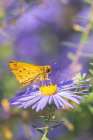 Fiery Skipper on Frikarts Aster-Marion County-Illinois Art Print
